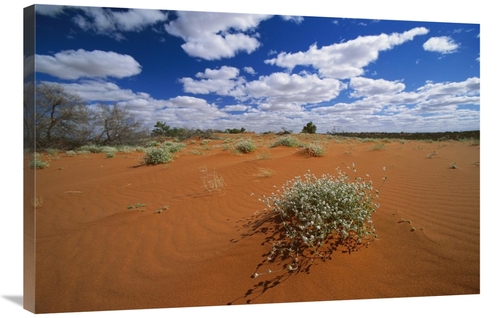 Global Gallery GCS-452563-2436-142 24 x 36 in. Minnie Daisy in the Str