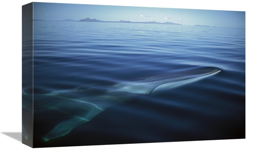 Global Gallery GCS-451688-1218-142 12 x 18 in. Fin Whale At Winter Fee