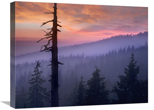 Global Gallery GCS-396395-1824-142 18 x 24 in. Sunset Over Forest,