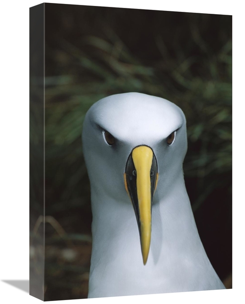 Global Gallery GCS-451659-1218-142 12 x 18 in. Bullers Albatross, 