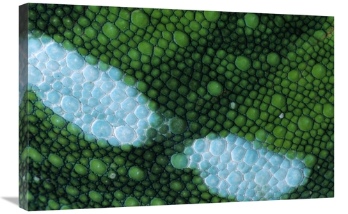 Global Gallery GCS-395308-2030-142 20 x 30 in. Panther Chameleon Detai