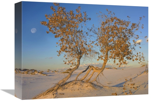 Global Gallery GCS-452082-1216-142 12 x 16 in. Fremont Cottonwood Tree