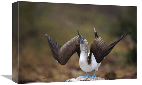 Global Gallery GCS-451395-1218-142 12 x 18 in. Blue-Footed Booby Sky P