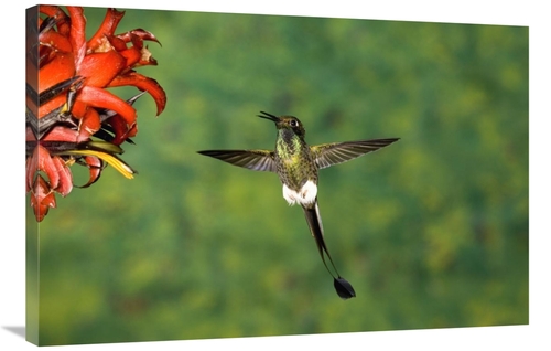 Global Gallery GCS-453339-2436-142 24 x 36 in. Booted Racket-Tail Humm