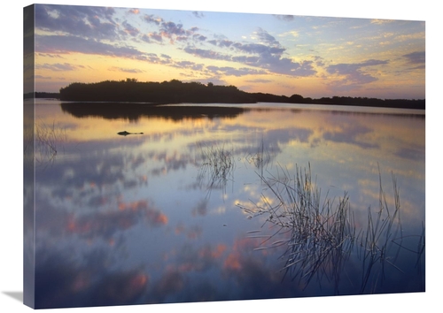 Global Gallery GCS-452270-2432-142 24 x 32 in. American Alligator in P