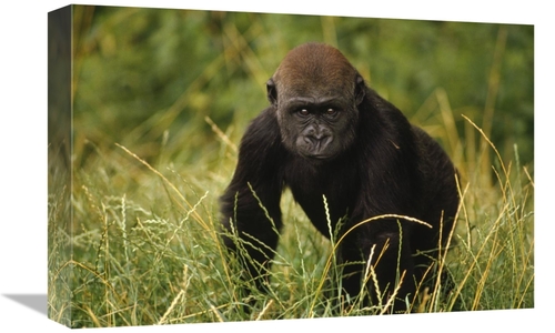 Global Gallery GCS-452767-1218-142 12 x 18 in. Western Lowland Gorilla