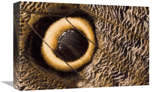 Global Gallery GCS-395320-1218-142 12 x 18 in. Owl Butterfly Wing with