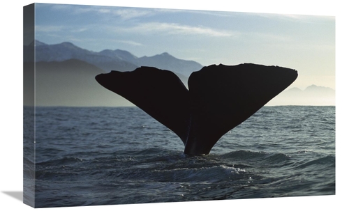 Global Gallery GCS-450559-1624-142 16 x 24 in. Sperm Whale Diving,