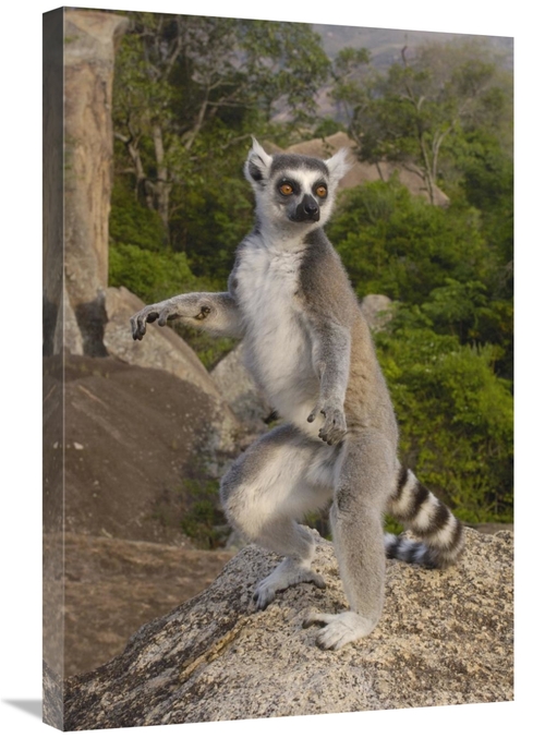 20 x 30 in. Ring-Tailed Lemur Male Standing Upright in the Andringitra