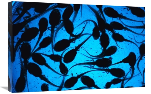 Global Gallery GCS-453368-2030-142 20 x 30 in. Cayenne Slender-Legged 