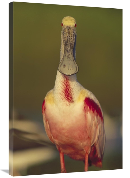 24 x 36 in. Roseate Spoonbill Adult in Breeding Plumage, North Ame