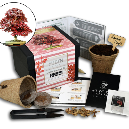 Japanese Maple Bonsai Tree Growing Kit