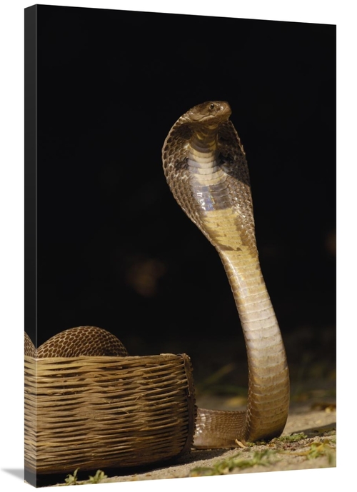 Global Gallery GCS-453063-2436-142 24 x 36 in. Spectacled Cobra with H