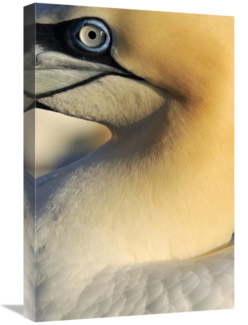 Global Gallery GCS-395691-1624-142 16 x 24 in. Northern Gannet Up Clos