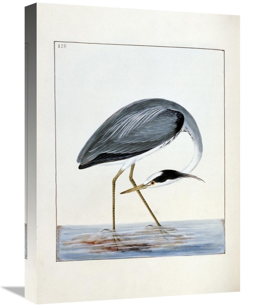 Global Gallery GCS-266768-22-142 22 in. Heron Art Print - William Lewi