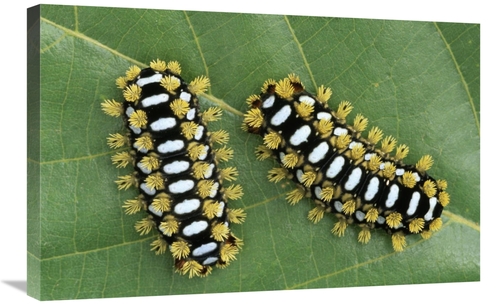Global Gallery GCS-453597-2030-142 20 x 30 in. Cup Moth Two Caterpilla