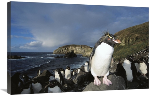 Global Gallery GCS-451586-2436-142 24 x 36 in. Rockhopper Penguin Nest