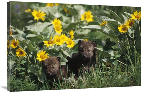 Global Gallery GCS-452728-2436-142 24 x 36 in. Timber Wolf Pups Among 