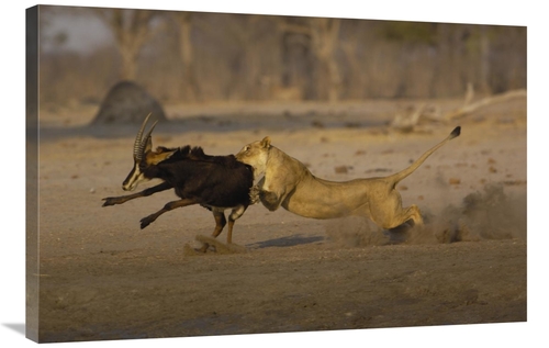 Global Gallery GCS-453263-2436-142 24 x 36 in. African Lion Female Bri