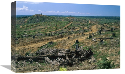 Global Gallery GCS-397656-1218-142 12 x 18 in. Rainforest Deforestatio