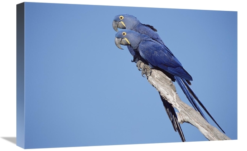 Global Gallery GCS-451469-1624-142 16 x 24 in. Hyacinth Macaw Pair in 