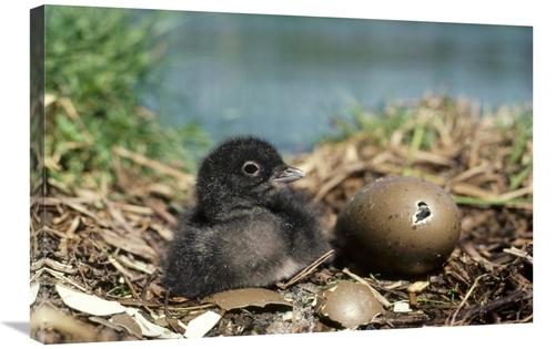 Global Gallery GCS-451857-2030-142 20 x 30 in. Common Loon Chick with 