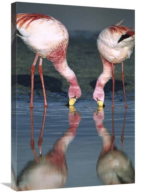 Global Gallery GCS-451651-2030-142 20 x 30 in. Puna Flamingos Feeding 