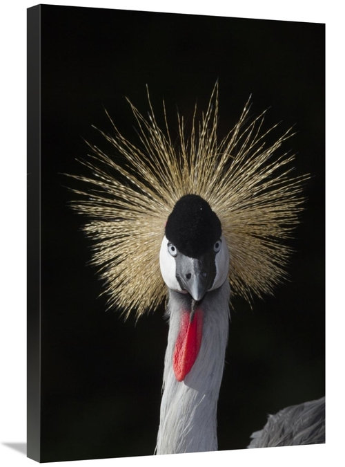 Global Gallery GCS-398141-2030-142 20 x 30 in. Grey Crowned Crane,