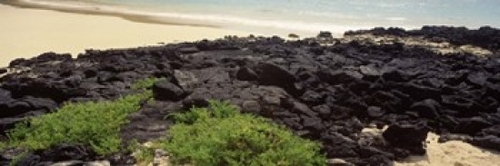 Lava rocks at a coast  Floreana Island  Galapagos Islands  Ecuador Pos
