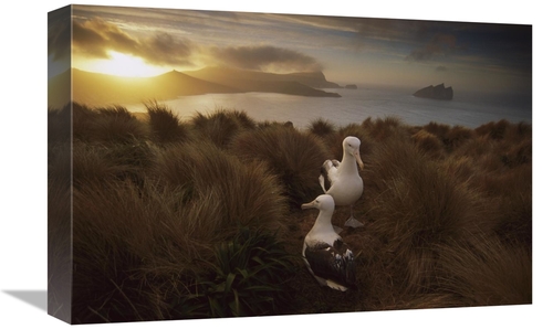 Global Gallery GCS-451825-1218-142 12 x 18 in. Southern Royal Albatros