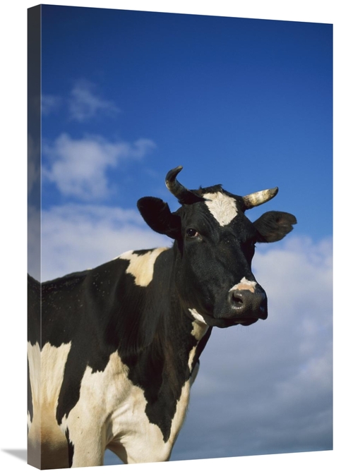 Global Gallery GCS-452626-2030-142 20 x 30 in. Cattle Portrait, Eu