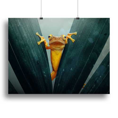 Gold Frog Canvas Print or Poster