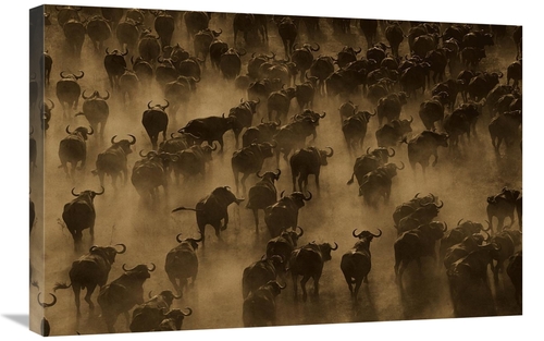Global Gallery GCS-453721-2030-142 20 x 30 in. Cape Buffalo Herd Stamp