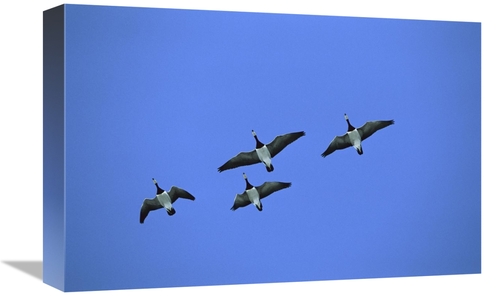 Global Gallery GCS-452547-1218-142 12 x 18 in. Barnacle Goose Flock of