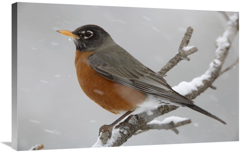 Global Gallery GCS-396378-2436-142 24 x 36 in. American Robin Perching