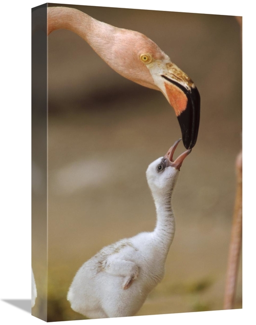 Global Gallery GCS-396380-1218-142 12 x 18 in. Greater Flamingo Mother