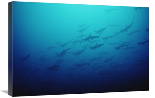 Global Gallery GCS-450746-2030-142 20 x 30 in. Scalloped Hammerhead Sh