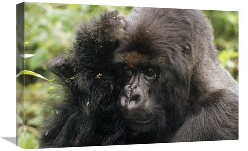 Global Gallery GCS-452815-1624-142 16 x 24 in. Mountain Gorilla Male&#