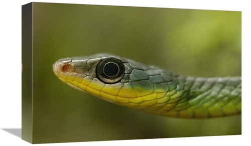 Global Gallery GCS-453201-1218-142 12 x 18 in. Mountain Sipo Close-Up 