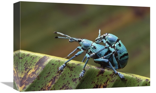 Global Gallery GCS-452770-1218-142 12 x 18 in. True Weevil Pair Mating