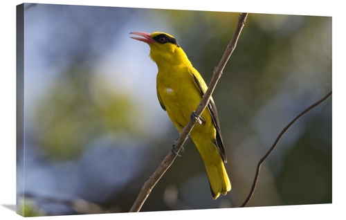 Global Gallery GCS-453637-2436-142 24 x 36 in. Black-Naped Oriole,