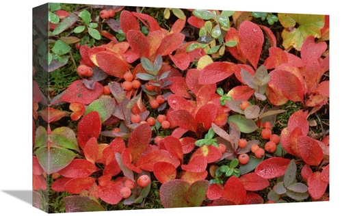 Global Gallery GCS-451989-1216-142 12 x 16 in. Bearberry on Forest Flo