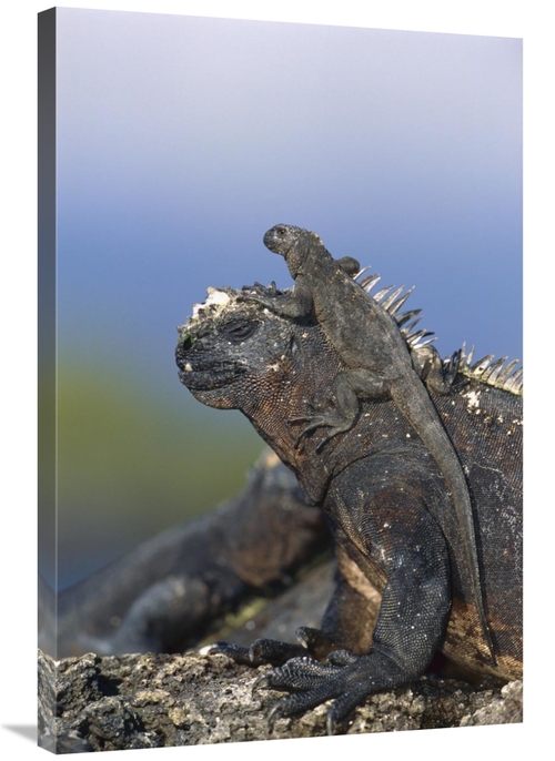 Global Gallery GCS-451568-2436-142 24 x 36 in. Marine Iguana Hatchling