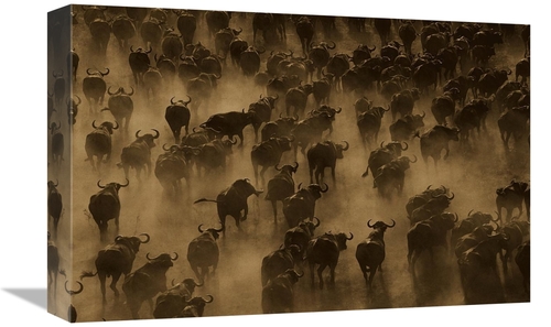 Global Gallery GCS-453721-1218-142 12 x 18 in. Cape Buffalo Herd Stamp