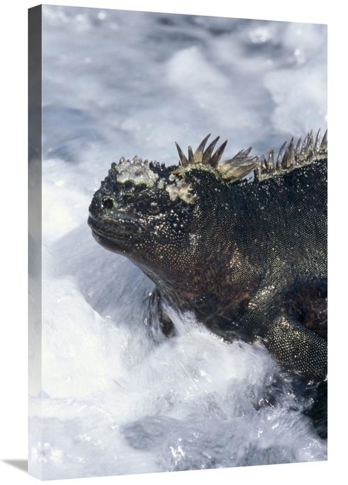 Global Gallery GCS-451391-2030-142 20 x 30 in. Marine Iguana in Surf&#