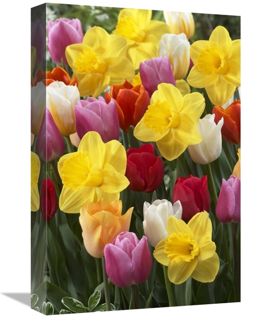 Global Gallery GCS-398405-1218-142 12 x 18 in. Daffodil Lucky Number V