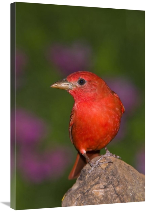 Global Gallery GCS-453355-2436-142 24 x 36 in. Summer Tanager Male&#44