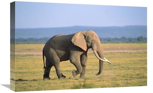 Global Gallery GCS-452751-1624-142 16 x 24 in. African Elephant Bull W