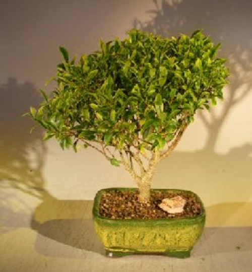 Ficus Retusa - Medium (Melon Seed)