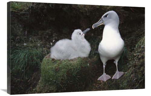 Global Gallery GCS-451616-2436-142 24 x 36 in. Grey-Headed Albatross P